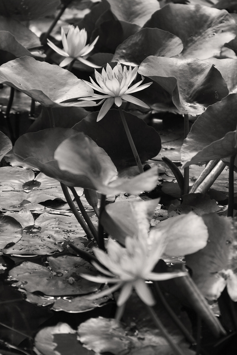Illustration for article titled Spring has sprung: A Xyl0 photo gallery